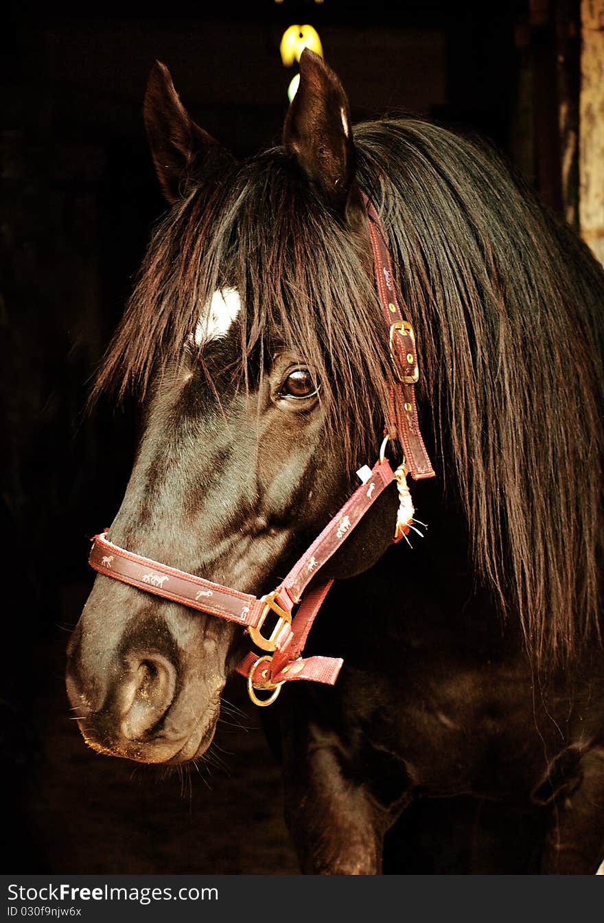 Portrait of the black horse in dark