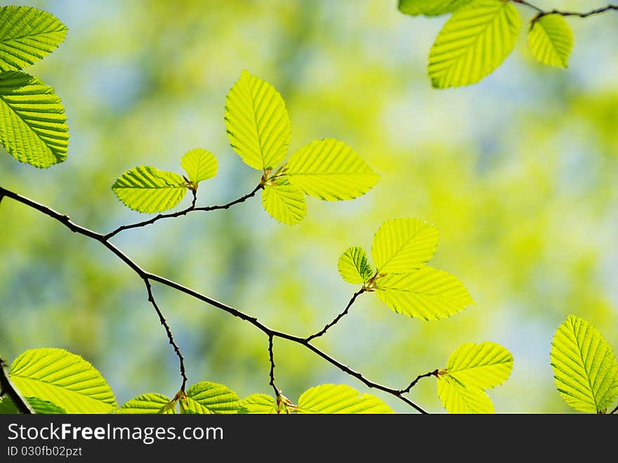 Green leaves on the green backgrounds