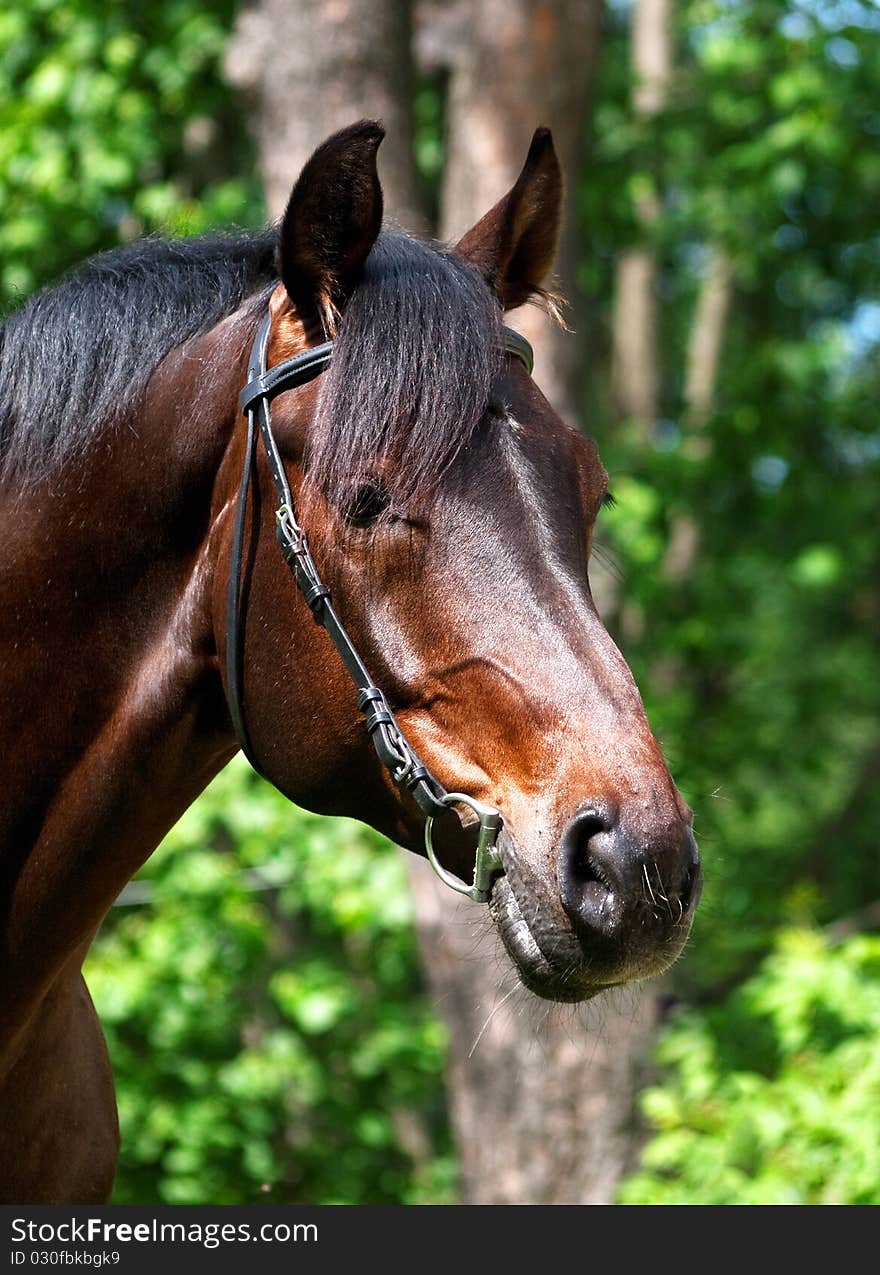 Portrait of the bay horse outdoor summer day sunny