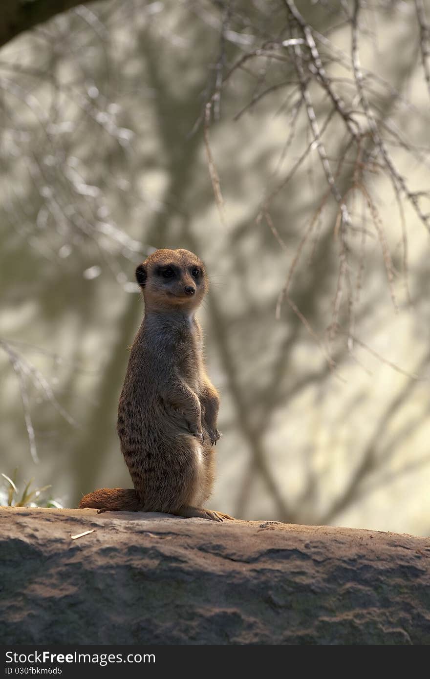 Suricate