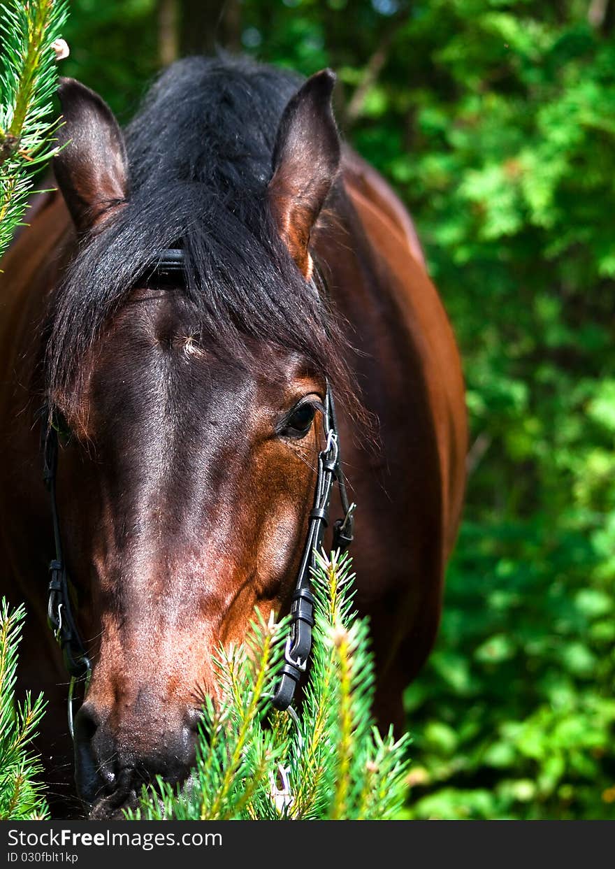 Portrait of the horse in verdure