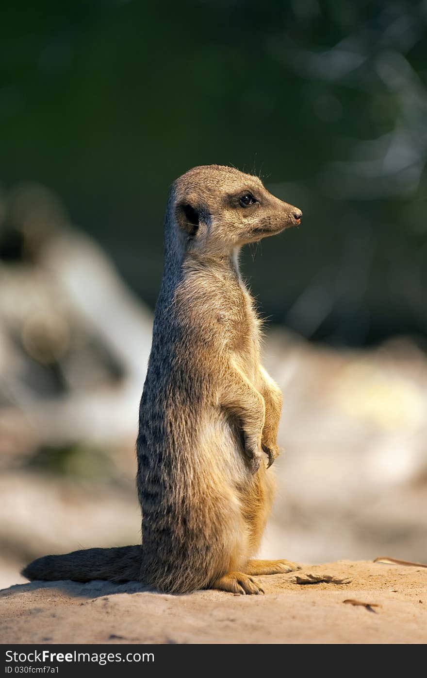 Suricate on the watch for predators