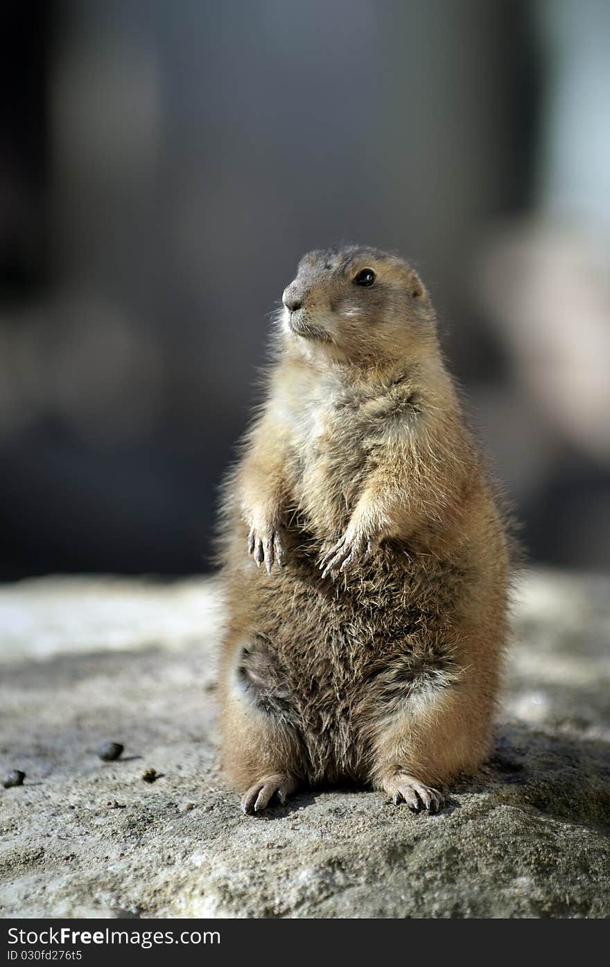 Prairie Dog