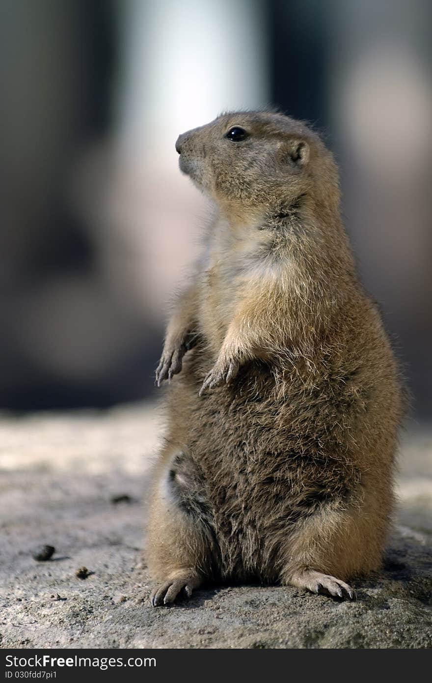 Prairie Dog