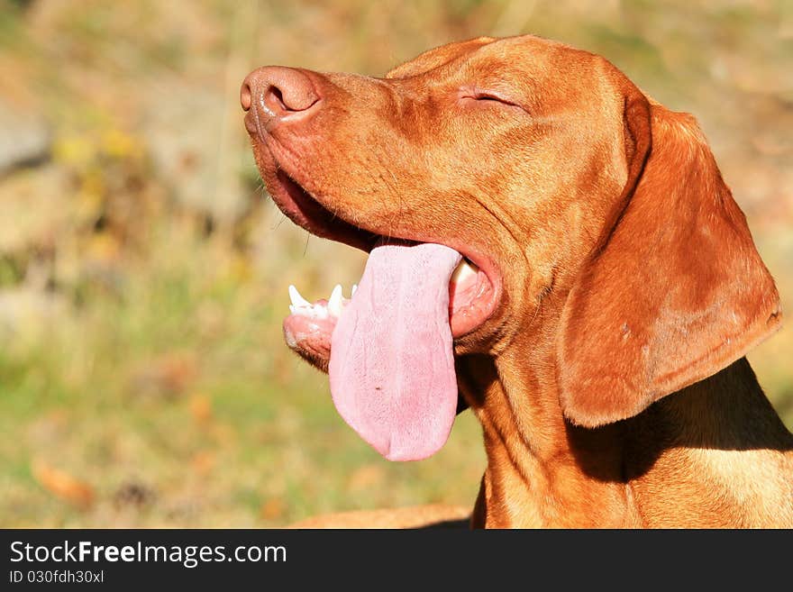 The face and tongue of hungarian hound. The face and tongue of hungarian hound