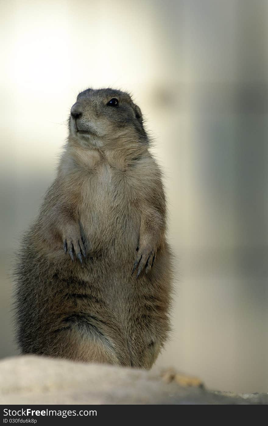 Prairie Dog