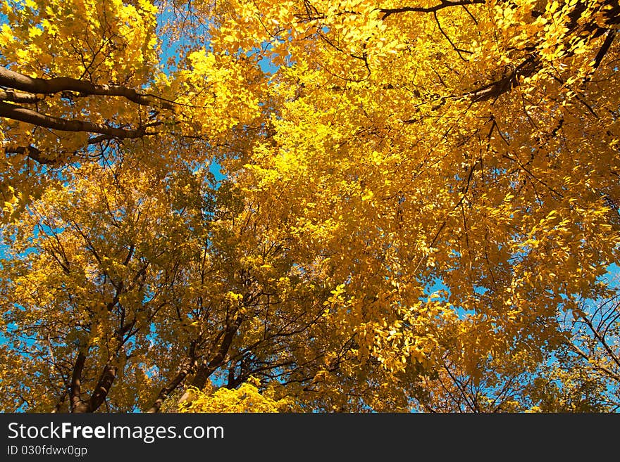 Yellow autumn leaves and blue sky