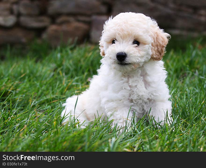 Sitting apricot poodle and green grass. Sitting apricot poodle and green grass