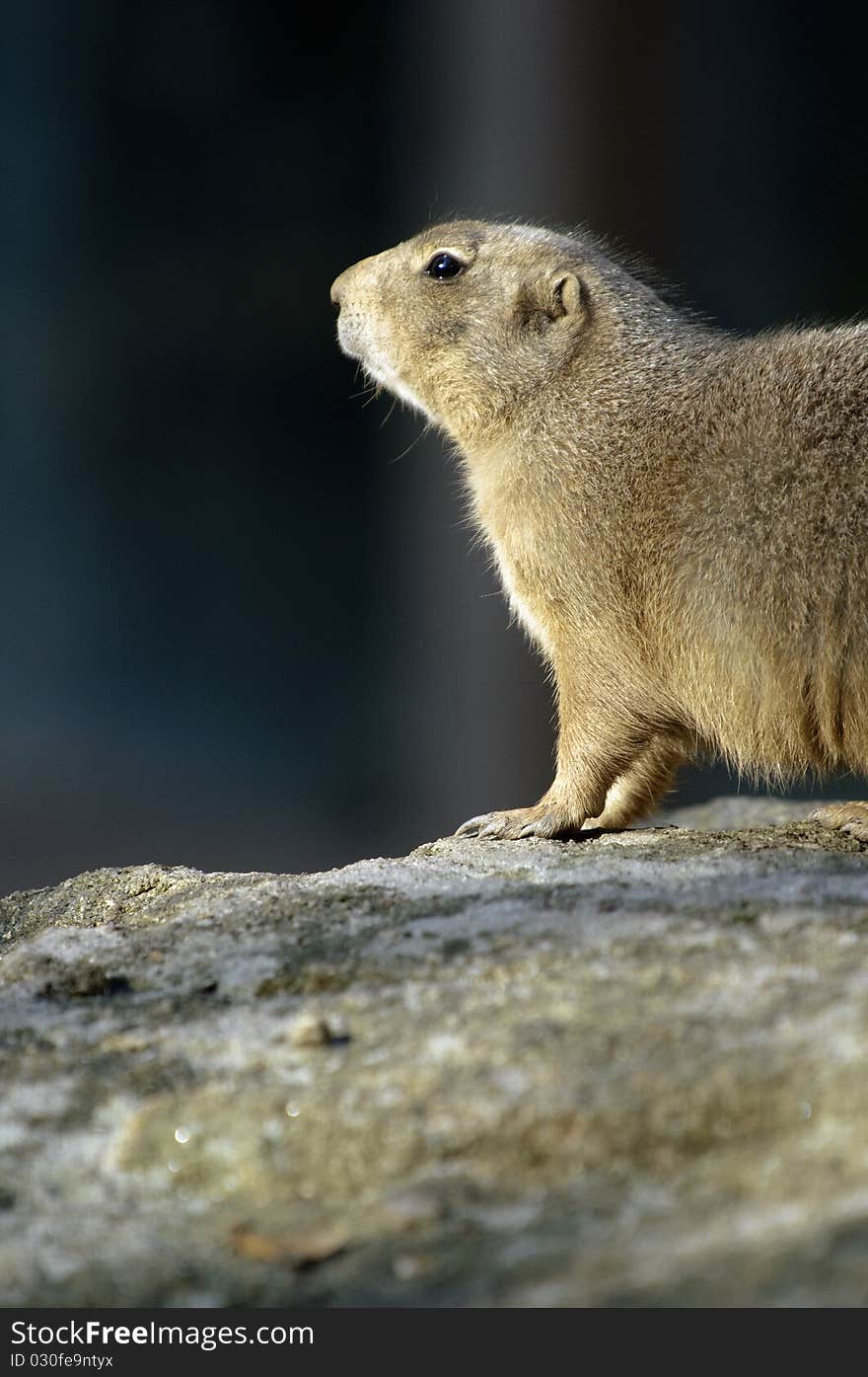 Prairie Dog