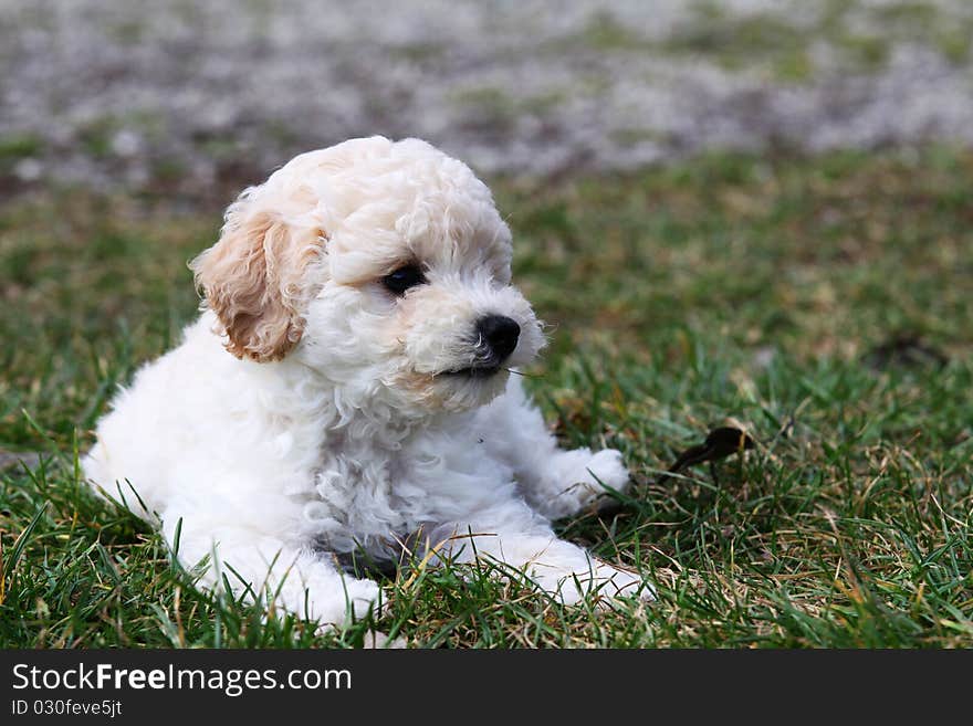 Apricot poodle and green grass. Apricot poodle and green grass