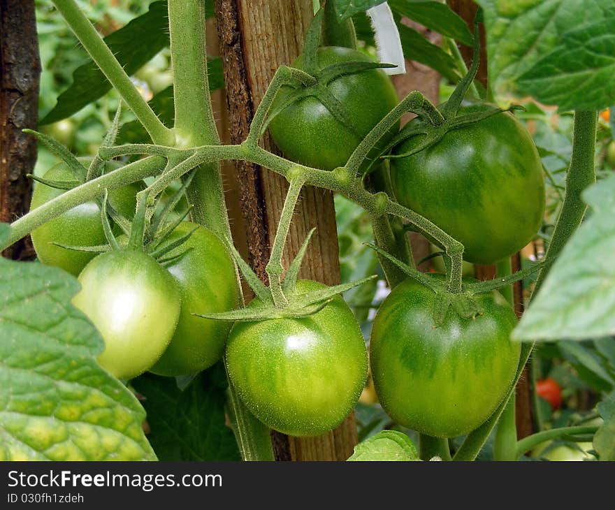 Rows of tomato plants in greenhouse. Rows of tomato plants in greenhouse