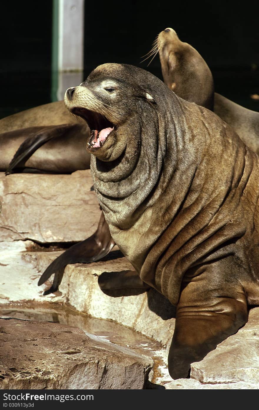 A huge sea lion sitting in the sun