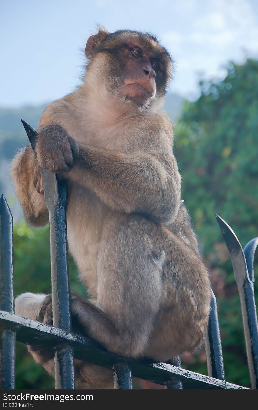 Monkey on a railing