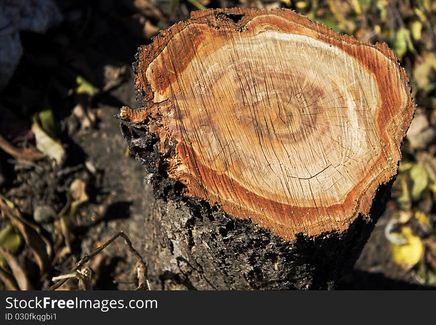 Fresh cut of a fruit tree. Fresh cut of a fruit tree