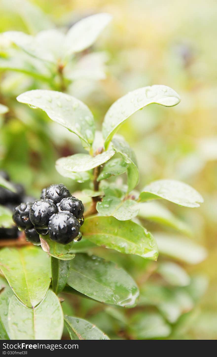 Box-tree, evergreen plant for the living fence