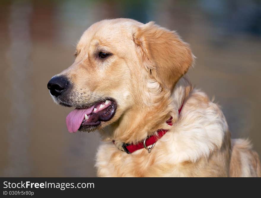 Young Golden Retriever.