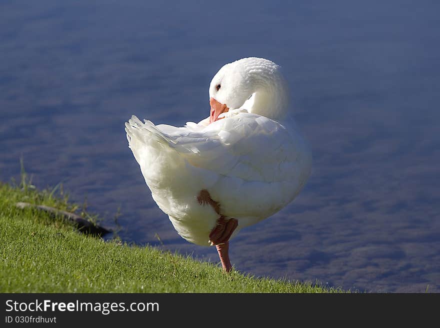 Preening By the Lake