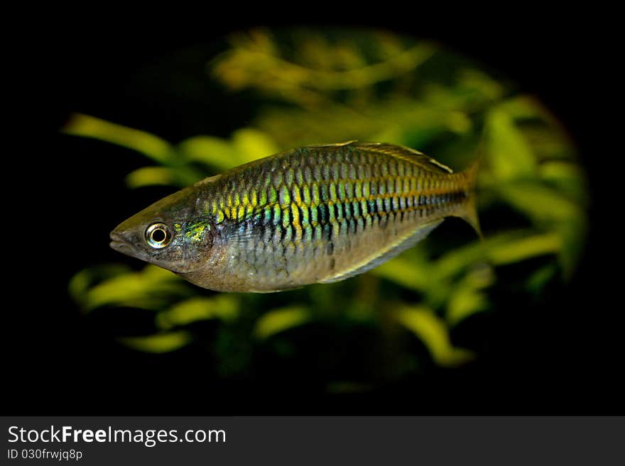 Green Aquarium Fish