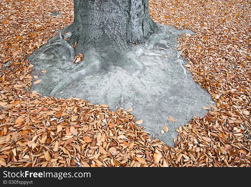 Autumn Leaves And Tree