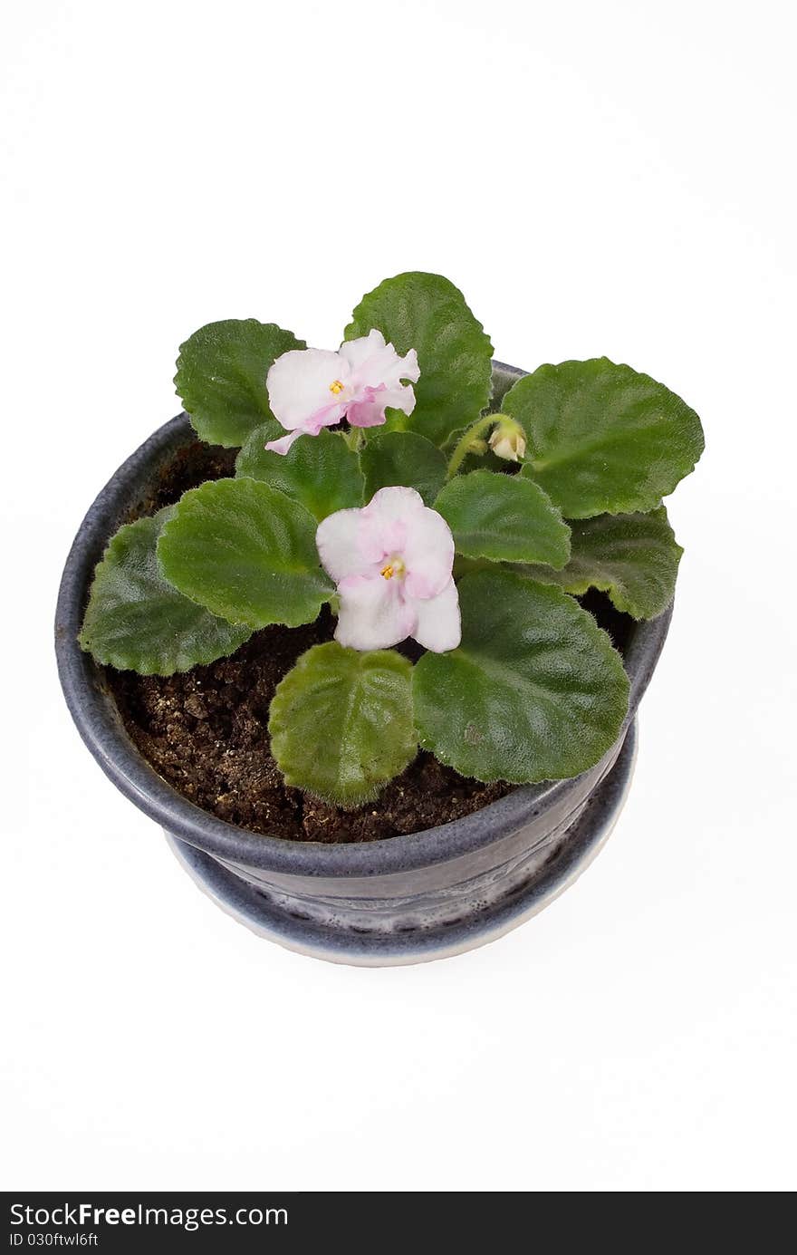 Pink flower in a pot isolated