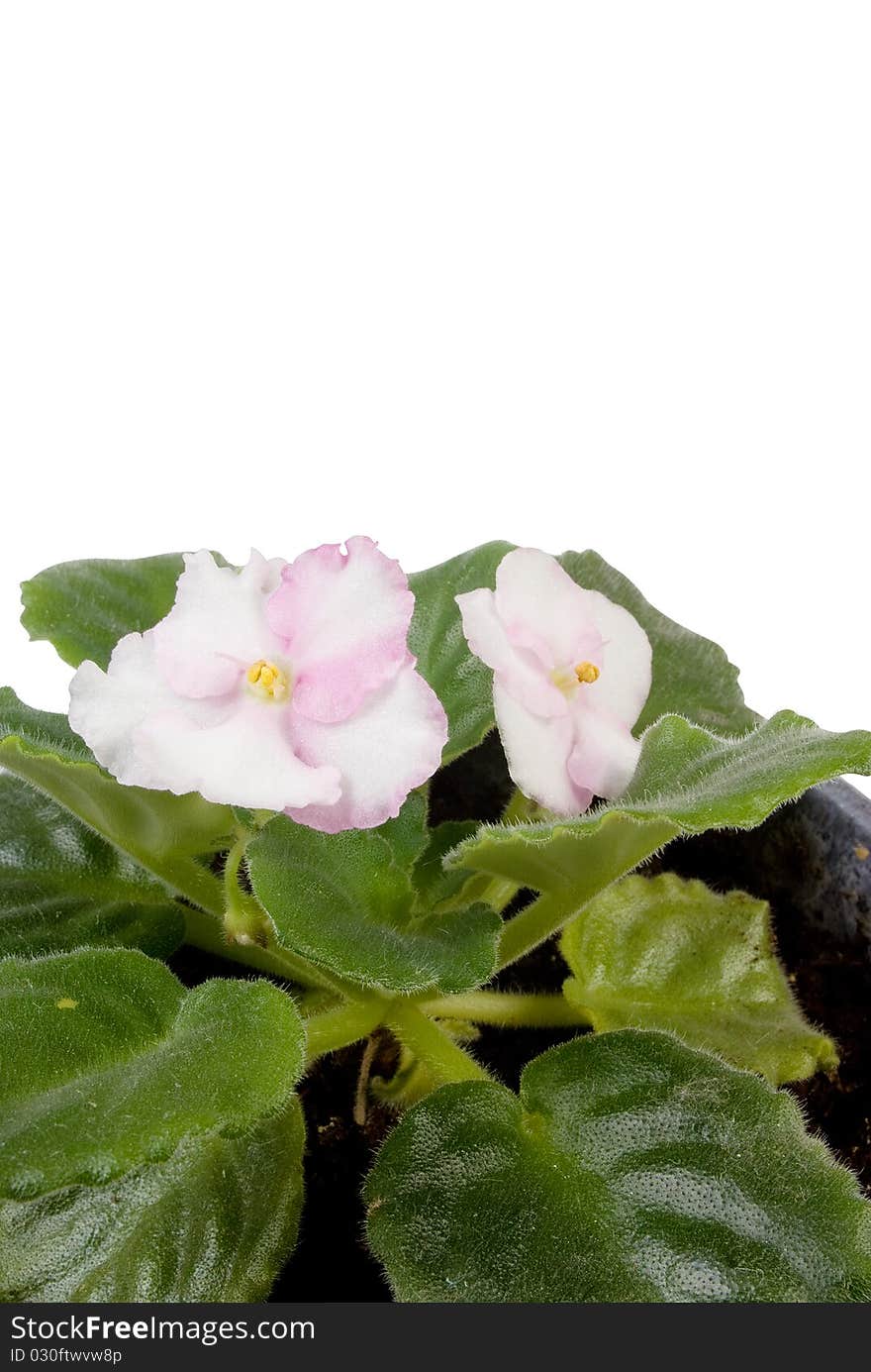 White and pink flower in a pot