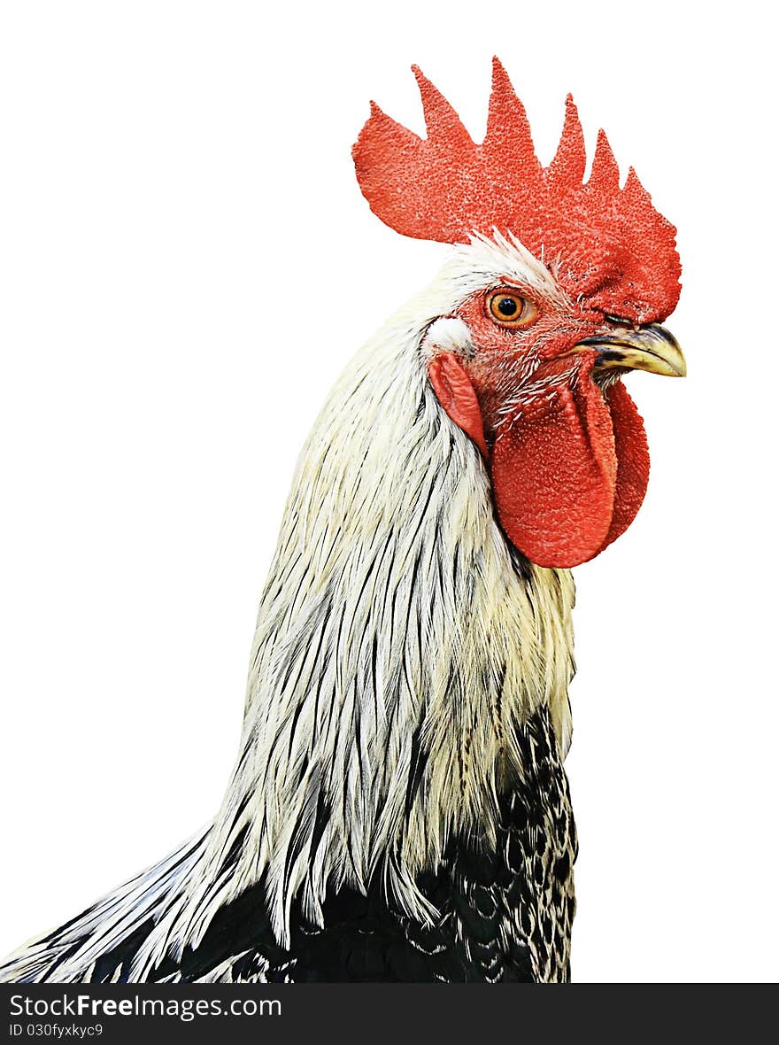 isolated rooster