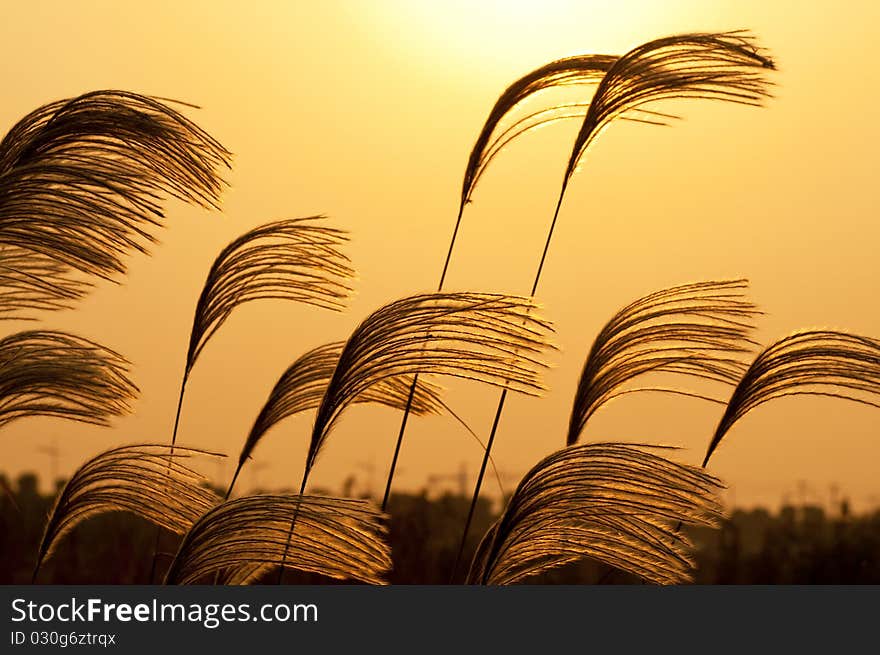 The anthela on the sunset background