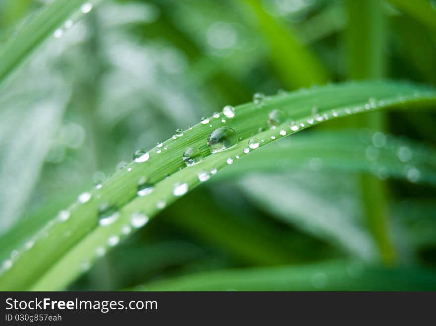 Water drops on the green grass closeup