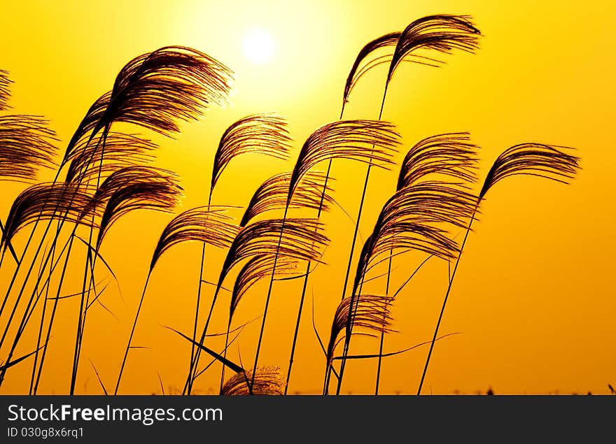 The anthela on the sunset background