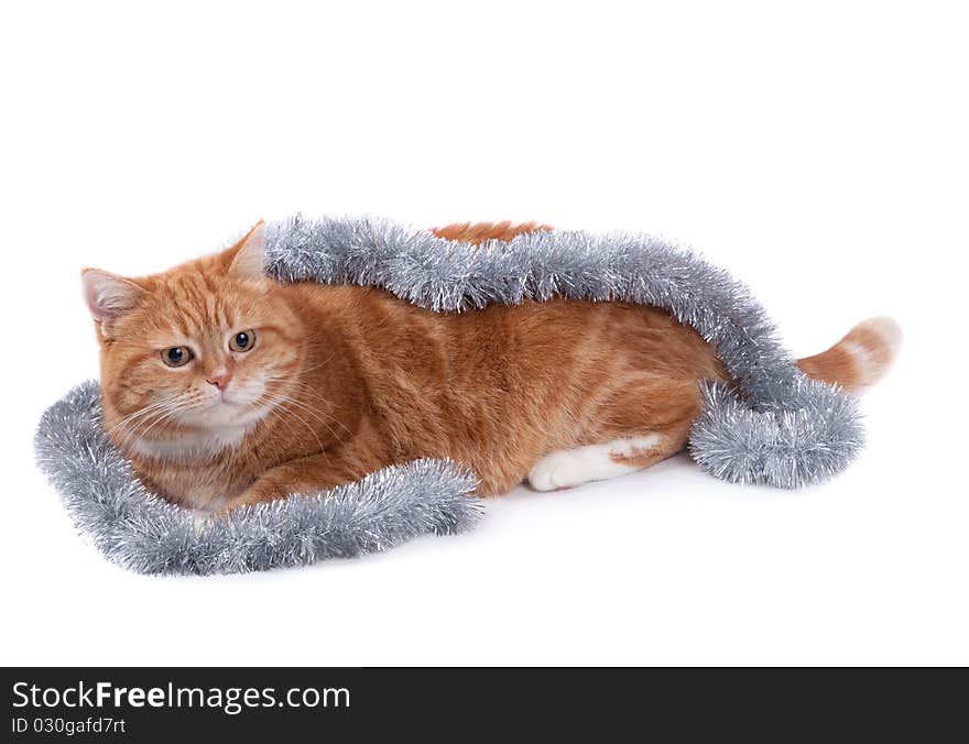 The red cat lays on a white background in a tinsel. The red cat lays on a white background in a tinsel