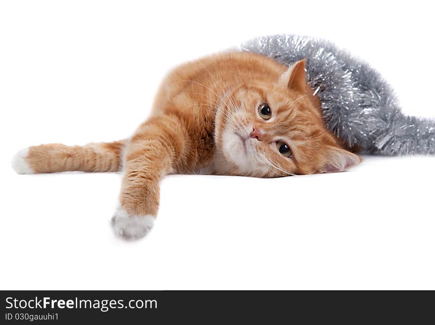 The red cat lays on a white background in a tinsel. The red cat lays on a white background in a tinsel