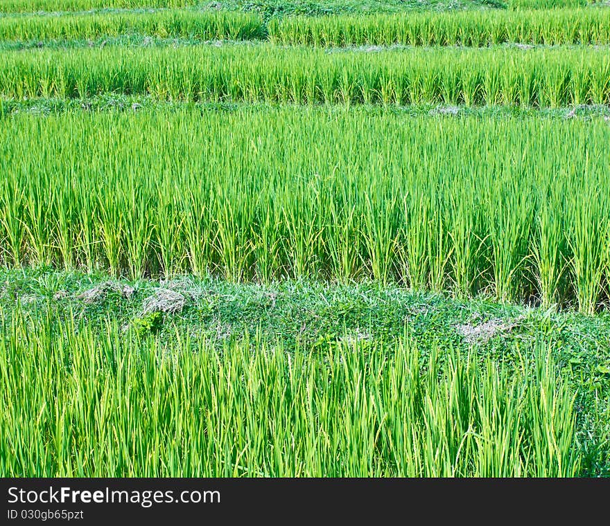 Green paddy rice in the morning day thailand