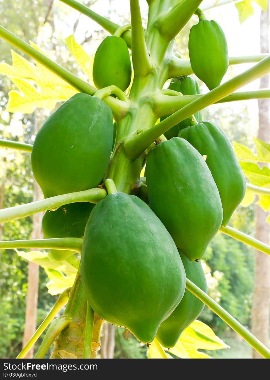 Green papaya on papaya tree it not ripe