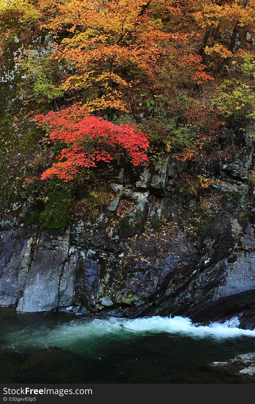 The red maple leafs and water. The red maple leafs and water