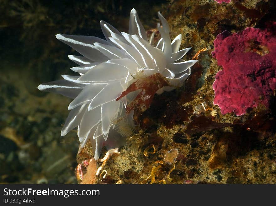 A sea slug making his way over a cold water reef. A sea slug making his way over a cold water reef.