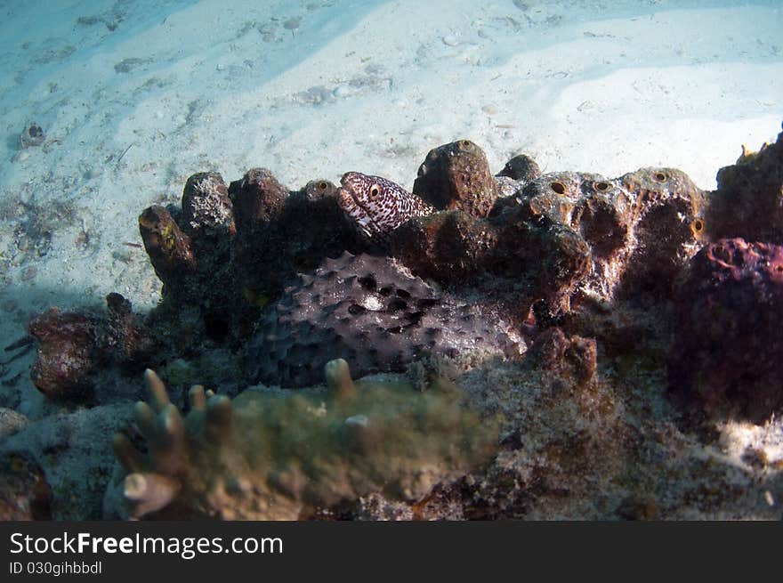 White Spotted Moray