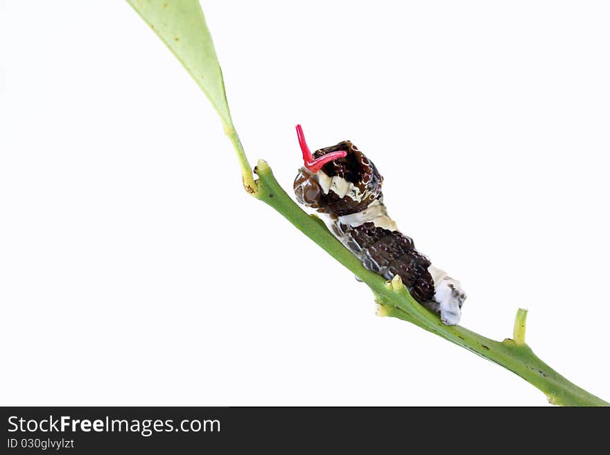 Giant Swallowtail Caterpillar