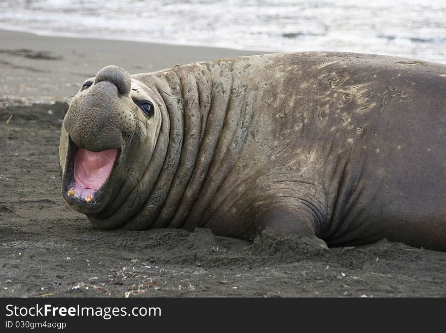 Adult Elephant Seal in South Georgia