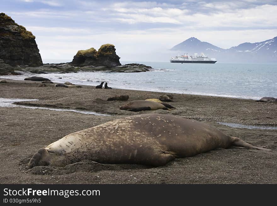 Adult Elephant Seal In South Georgia