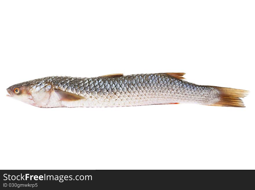 Raw fish isolated on white background