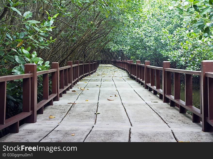 Seashore footpath in mangrove forest , Pran Buri city , Thailand ,. Seashore footpath in mangrove forest , Pran Buri city , Thailand ,