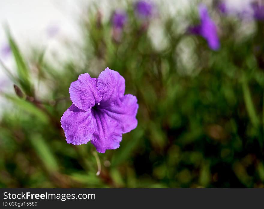 Purple flower on a green background