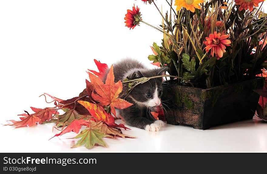 An adorable kitten playing among potted plants and fall foliage. Isolated on white. An adorable kitten playing among potted plants and fall foliage. Isolated on white.