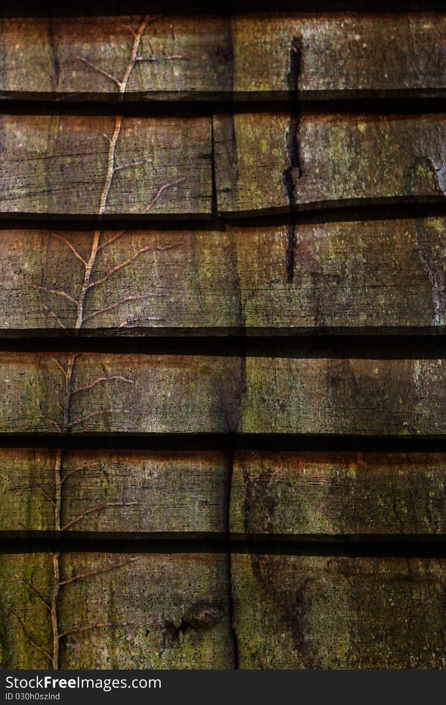 Wooden shed panels with a root growing up it. Wooden shed panels with a root growing up it