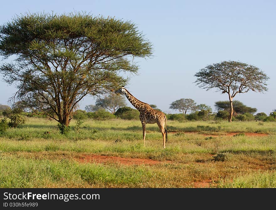 African giraffe big wild animal