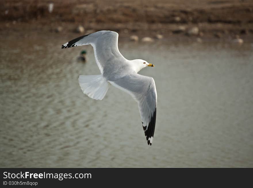 A Ring-billed gull soars over the waters of a pond. A Ring-billed gull soars over the waters of a pond.