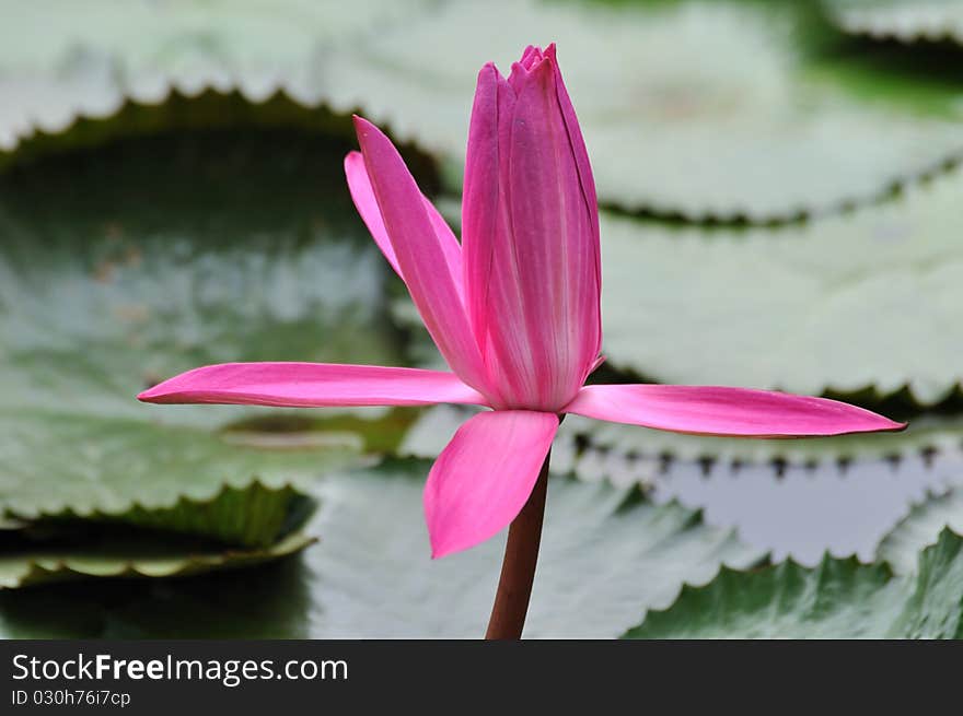 Water lily with pink color petal and simply shape. Water lily with pink color petal and simply shape.