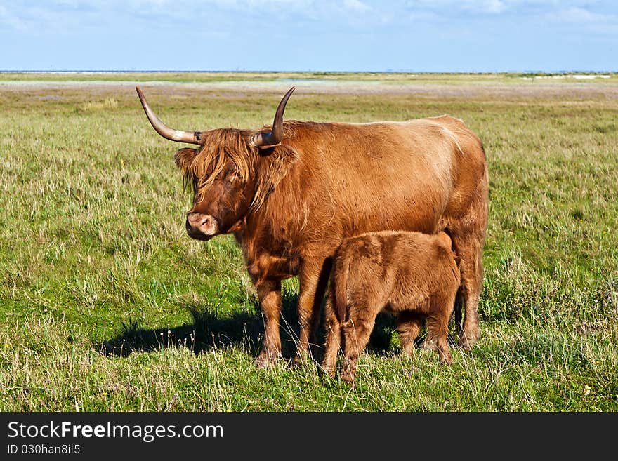 Galloway cattle standing in the meadow