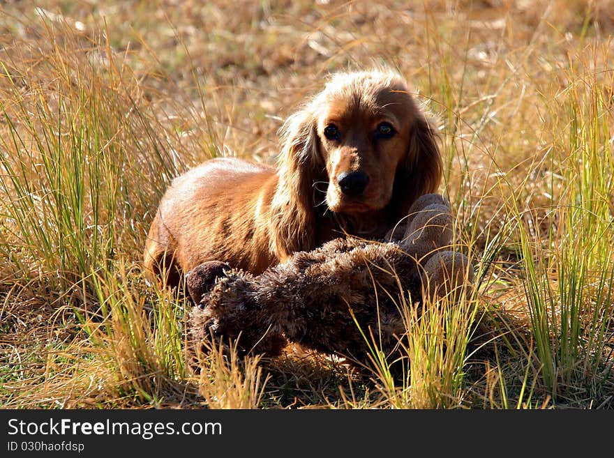 Spaniel outside with her soft toy. Spaniel outside with her soft toy