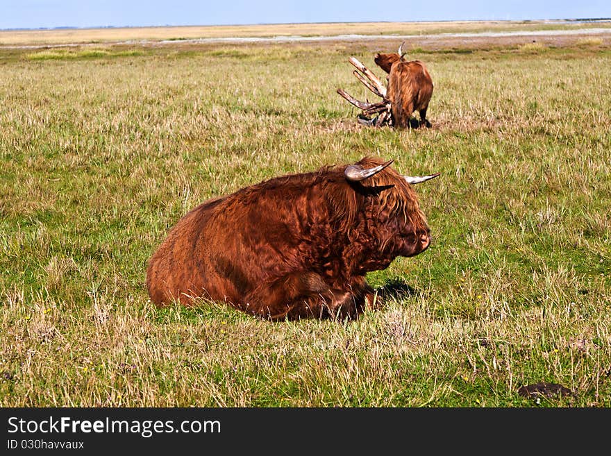 Galloway Cattle Standing In The Meadow